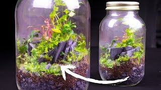 Simple & Beautiful Terrarium Build!