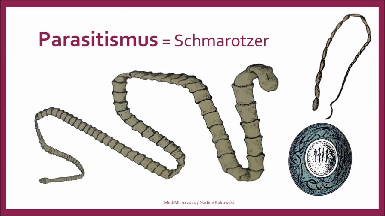 Bandwurmer Und Bandwurm Eier Unter Dem Mikroskop Und Worauf Man Bei Der Mikroskopie Achten Sollte Youtube