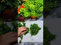 How to Cut Coriander Easy & Fast ⏩ #shorts #trending #youtubeshorts #food #cuttingskills #recipe