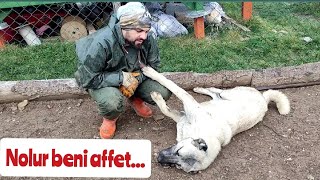 kangal suçluluk psikolojisi #kangal #safkangal