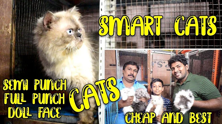 Watch the video about Cheap and Best Exotic Cat Farm in Chennai | SMART CATS| Full & Semi Punch | Doll Face | Persian Cats