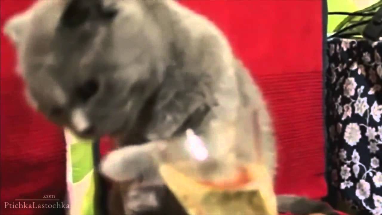 Funny Cats Compilation   November 2013