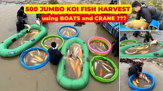 Harvest 500 Jumbo Japanese Koi Fish using Boats and Crane at Marudo Koi Farm