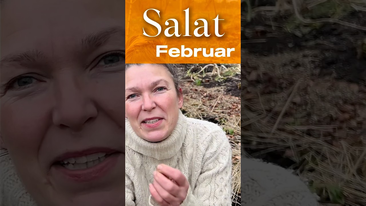 Salat trick om vinteren. Frø og grønne blade. Køkkenhave tur februar