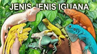Jenis Jenis Iguana Beserta Harganya by Red Panda 13,107 views 10 months ago 8 minutes, 22 seconds
