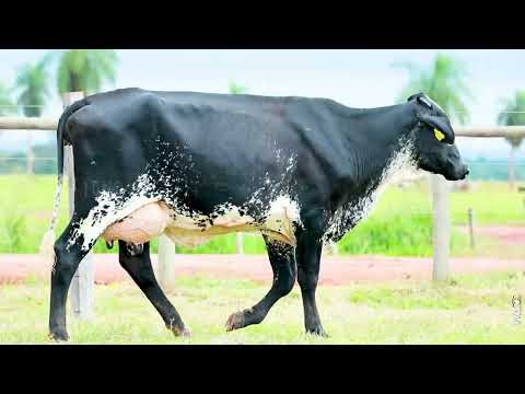 LOTE 13 - REM1042 - Novilha Girolando 1/2 HOL + 1/2 GIR à venda à venda no 12º GIR E GIROLANDO