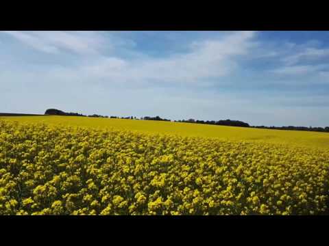 Rapeseed field in blossom