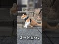 見事な受け身はこうして、こう！【Abemaニュースで紹介されました】 #元野良猫チャチャ #cat #ねこ #猫 #猫武将 #猫侍 #chacha #チャチャ #shorts
