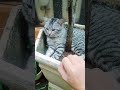 si mpus mujaer..