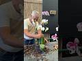 ¿Existen orquídeas que viven en tierra? 🤔 #orquideas #plantas #flores #jardin #vivero #orchid