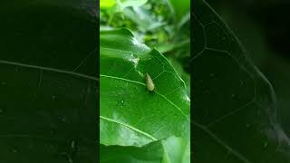 Tiny Leafhopper Tried To Impress Me.