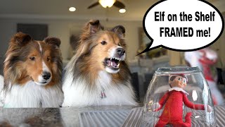 The Elf on the Shelf FRAMED me! 🐶🤔🎅🏼🎁 Time to TAKE CONTROL!  An Elf on the Shelf Sheltie Adventure! by Burke BunchTV 1,512 views 4 months ago 5 minutes, 12 seconds
