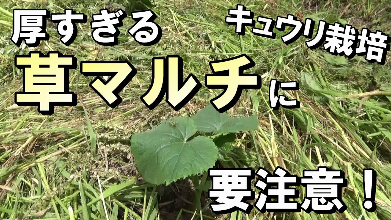 【自然農】「きゅうり栽培」 厚すぎる「草マルチ」に要注意！　2023年5月7日【natural farming】