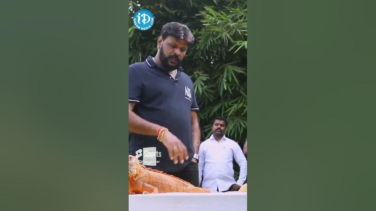 Chameleon Life Span #chikotipraveen #ytshorts #idreamhanamkonda - YouTube