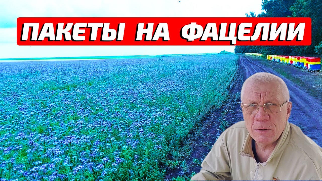 Перевозка пасеки Пасека на фацелии