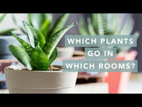 वीडियो: हाउसप्लांट के लिए सर्वश्रेष्ठ स्थान: अपने घर में पौधे कहां लगाएं