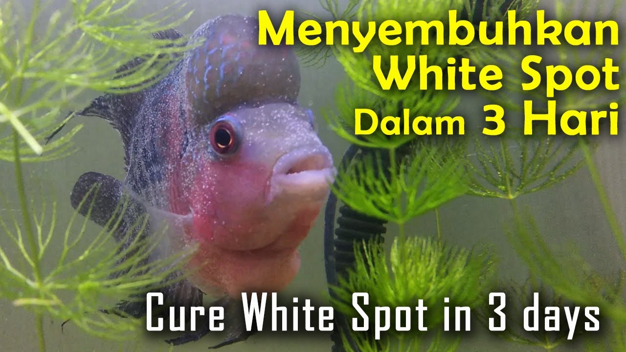 Menyembuhkan White Spot Dalam 3 Hari (Cure White Spot in 3 Days)