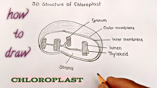 how to draw the diagram of chloroplast easily