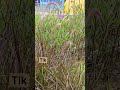 芒草，隨風舞動