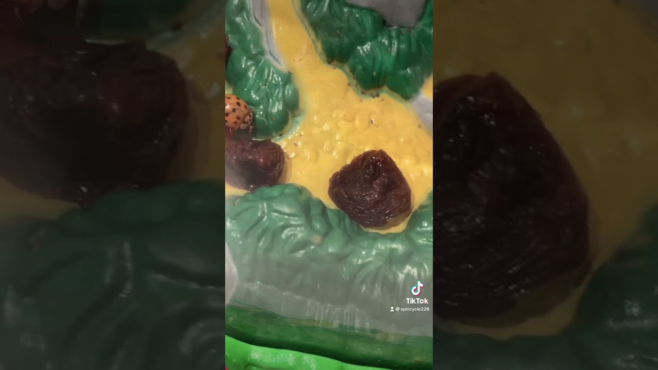 Keeping Ladybugs in the winter indoors