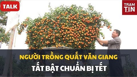 TALK: NGƯỜI TRỒNG QUẤT VĂN GIANG TẤT BẬT CHUẨN BỊ TẾT