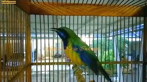 Cucak Cungkok Istimewa ~Isian Mewah Kasaran Tajam Rapat ~Tembakan Istimewa Masteran Burung Lomba