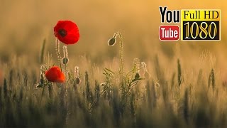 3 часа ✿ Дзен ✿ Красивая Музыка ✿ Дельта Ритм Тотальное Расслабление