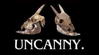 The Bizarre Animals Of The Balearic Islands