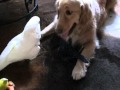 Chicken The Cockatoo Loves to Play with the dog and cat's toys