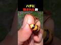 ミツバチは刺されるとなぜ死ぬのか?