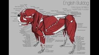 English Bulldog Superficial Muscles and Skeletal System