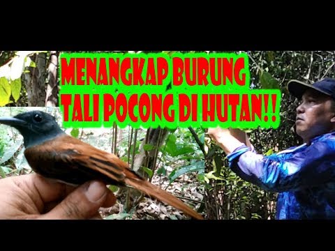 9000+ Gambar Burung Tali Pocong Paling Baru 9000+ Gambar Burung Tali Pocong Paling Baru