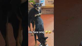 His face is priceless  #dog #kelpie #funny #shorts