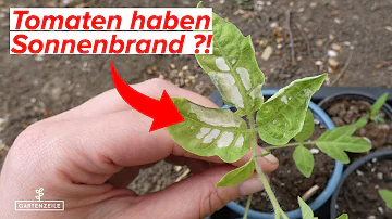 Sollen Tomatenpflanzen in der Sonne stehen?