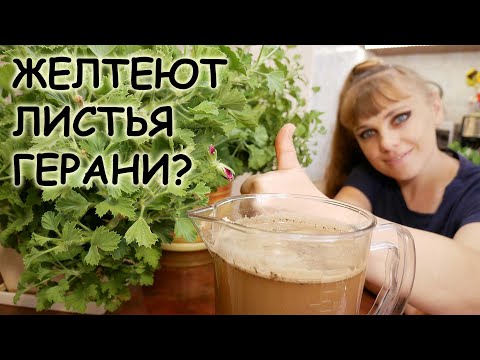 Если Сохнут и Желтеют листья у Герани. Почему и что делать?