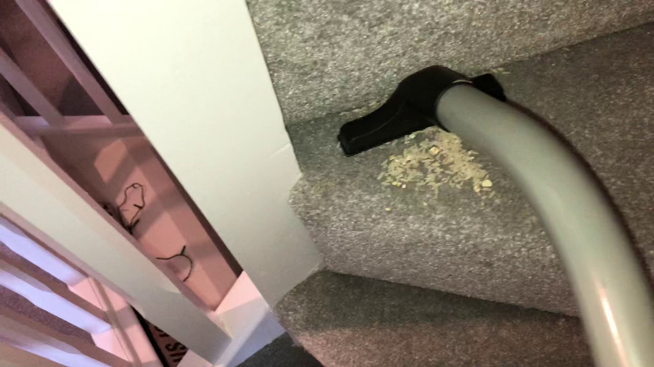 Henry Hoover Stair Vacuuming 🍚RICE🍚 ASMR YouTube