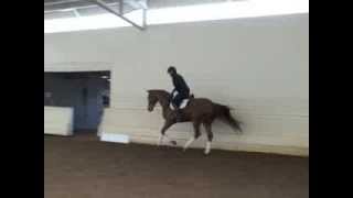 Danny - Flatwork