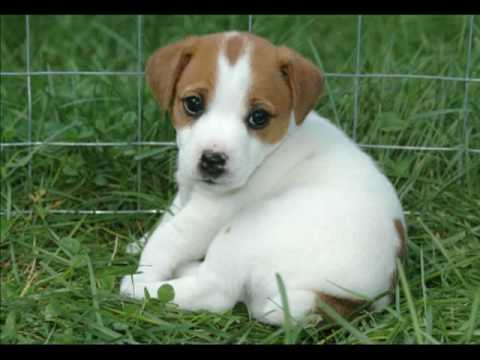 Cute Animals - Chansonette - Victor Herbert