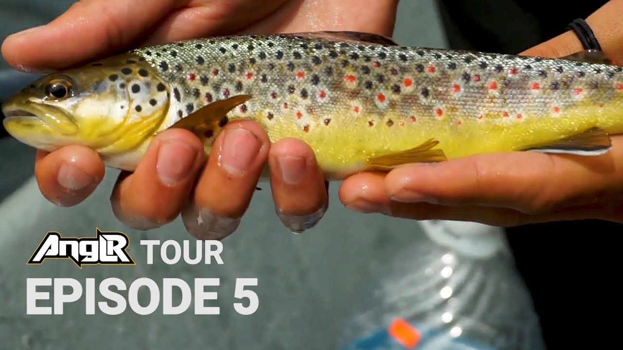 Fly Fishing for Big Brown Trout South Holston River TN Anglr Tour