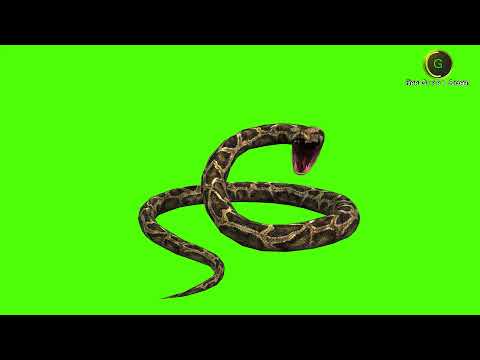Python Green Screen HD