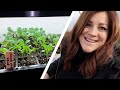 Touching Base & Checking on Seedlings! 🥰❤️ // Garden Answer