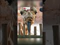 Язык жирафа