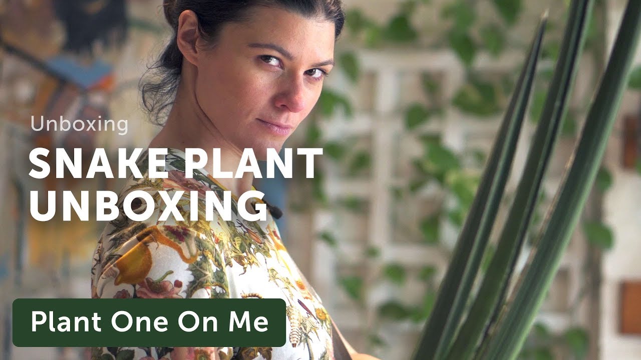 Unboxing Snake Plants (Sansevieria / Dracaena) — Ep 157