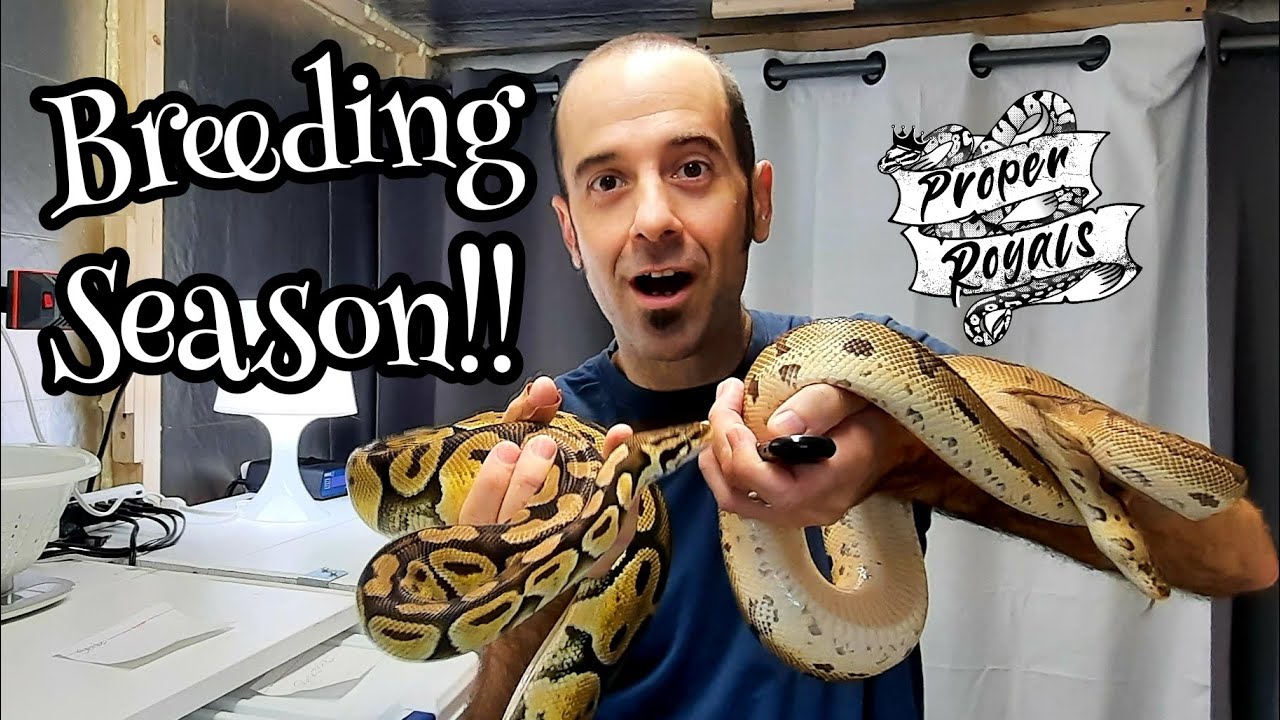 Ball Python Breeding Cryptic Project - first pairing of the 2022 season!!