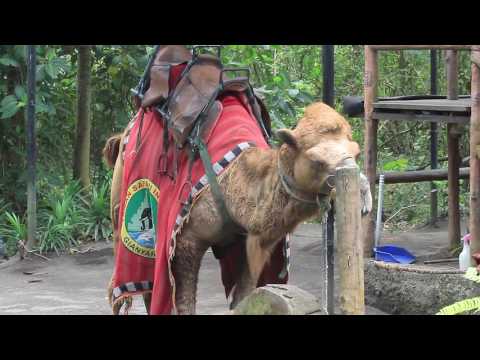 Видео: Зоопарк Бали (Bali Zoo) описание и снимки - Индонезия: остров Бали