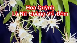 Hoa Quỳnh Dễ Trồng Tại Sao Không ai  Biết ? -Epiphyllium Orchid