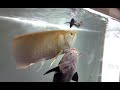 肉食魚が群れる水槽にザリガニを投入
