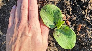 San Antonio Micro Farm | Sandy Soil, Pumpkins, Watermelons, Cantaloupe