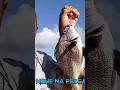 Sargo De Beiço #viral #peixe #fishing