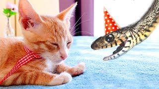 BIRTHDAY KITTEN by Cats and other pets 3,253,446 views 4 years ago 6 minutes, 10 seconds